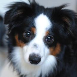 Aussiedoodles, Miniature Australian Shepherds, and Toy Australian Shepherds from Sandy Hill Farm Aussies, LLC