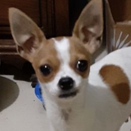 Chihuahuas from Jami's Precious Puppies & More