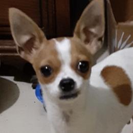 Chihuahuas from Jami's Precious Puppies & More
