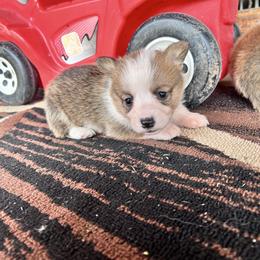 Boy 1 (Gaston) - Fawn male Pembroke Welsh Corgi puppy in Brazoria, Texas from Diamond Bar H
