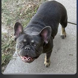 Nettie - French Bulldog