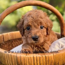 Miniature Boy-Johnny - Apricot male Goldendoodle puppy in Tennessee from Lee Family Puppies