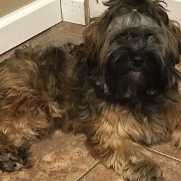 Havanese, Havapoo, and Labrador Retriever Puppies from Joyful Havanese and American FieldLabs