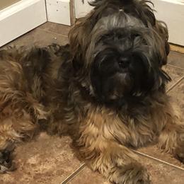 Havanese, Havapoo, and Labrador Retriever Puppies from Joyful Havanese and American FieldLabs
