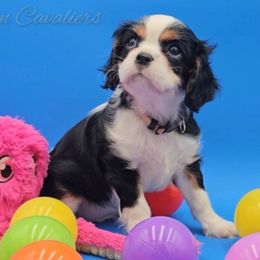Eudora - Tri-color female Cavalier King Charles Spaniel puppy in Tyler, Texas from Kalon Cavaliers