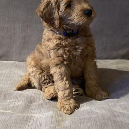 Bernedoodle and Goldendoodle Puppies from Doodles of the Desert