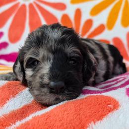 Penny - Blue merle and white female Sheepadoodle puppy in Owensville, Missouri from Oak Valley Kennels