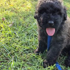 Mr.Goodbar - Brindle male Bouvier des Flandres puppy in Drury, Missouri from Black Bears Critters