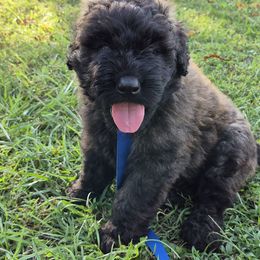 Mr.Goodbar - Brindle male Bouvier des Flandres puppy in Drury, Missouri from Black Bears Critters