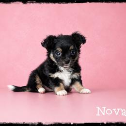 Nova - Black and tan female Chihuahua puppy in Demorest, Georgia from Sourpatch Chihuahuas