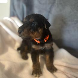 Billy - Black and tan male Airedale Terrier puppy in Huntersville, North Carolina from Cool Hand Luke Kennels