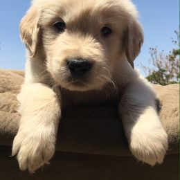 Golden Retriever and Labrador Retriever Puppies from Golden Hills Retrievers