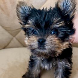 Boy 1 - Black and tan male Yorkshire Terrier puppy in Seattle, Washington from 🎀 Yorkies Boutique Babydolls 🎀