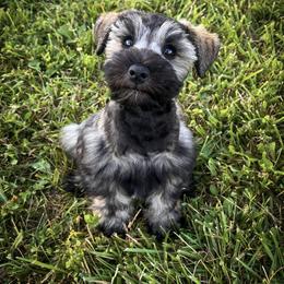 Miniature Schnauzer and Poodle Puppies from Crystal Rose Canines