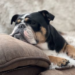 Maya - Bulldog