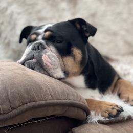 Maya - Bulldog