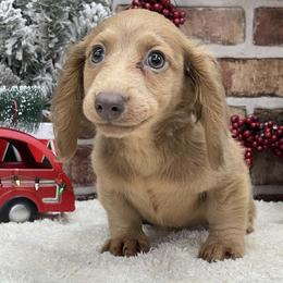 Brooke - Fawn (Isabella) female Dachshund puppy in Industry, Illinois from KDKs Kennels
