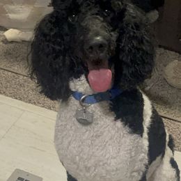 Poodles from We Have standards
