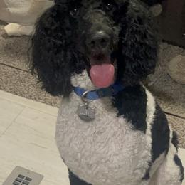 Poodles from We Have standards