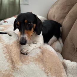 Dachshund puppies from Kalua's Doxies