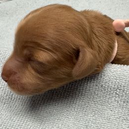 Angel - Apricot Australian Labradoodle puppy in Avon, Indiana from Forever Friends Labradoodles