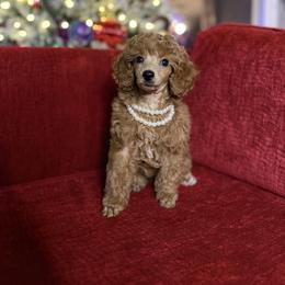 Fancy - Apricot female Poodle puppy in Sperry, Oklahoma from PuppyLove Poodles