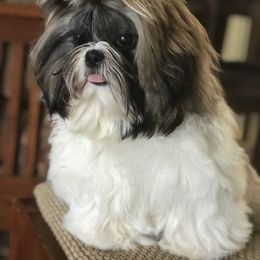 Shih Tzu Puppies from Willow Lane Shih Tzus