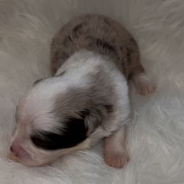 Boy 2 - Red merle Toy Australian Shepherd puppy in Corydon, Indiana from Arbuckle’s Lookin Good Aussies (LGA)