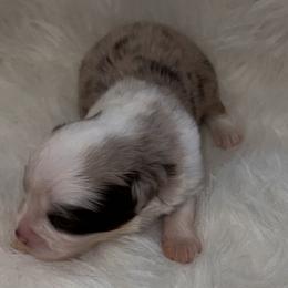 Boy 2 - Red merle Toy Australian Shepherd puppy in Corydon, Indiana from Arbuckle’s Lookin Good Aussies (LGA)
