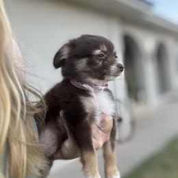 Toy Australian Shepherd Puppies from Carlsbad Toy Aussies