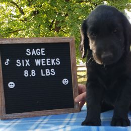 Sage - Black Flat-Coated Retriever puppy in Stillwater, Minnesota from Whirlwind Flat-Coated Retrievers