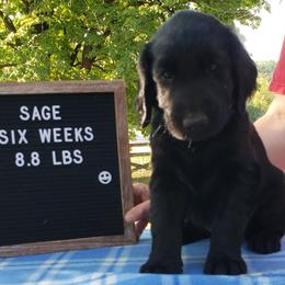 Sage - Black Flat-Coated Retriever puppy in Stillwater, Minnesota from Whirlwind Flat-Coated Retrievers