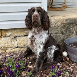 Remi - English Springer Spaniel
