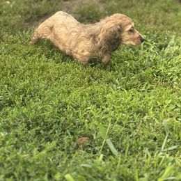 Dachshund and Pembroke Welsh Corgi Puppies from Three K Miniature Dachshunds
