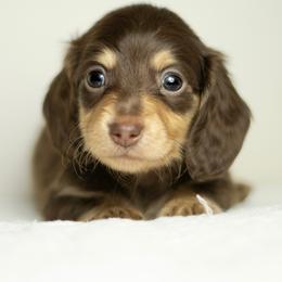 Dachshund Puppies from Lone River Dachshunds