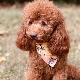Zoey - Poodle