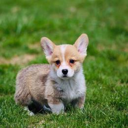 Pembroke Welsh Corgi Puppies from Edgewood Farm