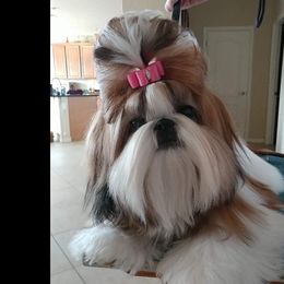 Shih Tzu All Grown Up from Sing-Yu Shih Tzu