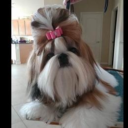 Shih Tzu All Grown Up from Sing-Yu Shih Tzu