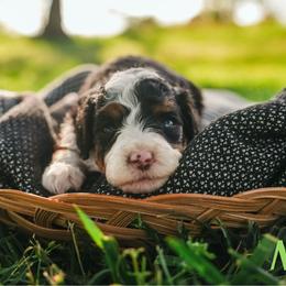 Myles - Tri-color male Bernedoodle puppy in Stuart, Oklahoma from G Ridge Kennels