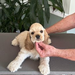 Girl 2 - Cocker Spaniel puppy from Quasar's Cocker Spaniels