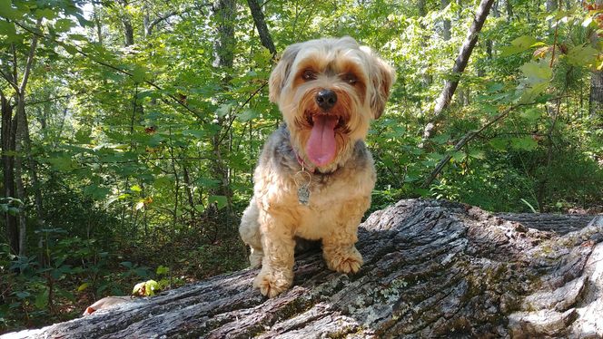 Yorkipoo