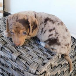 Chip - Dapple male Dachshund puppy in Corona, California from M & M Doxies