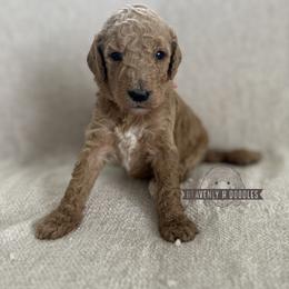 Harbor - Apricot female Goldendoodle puppy in Inez, Texas from Heavenly H Doodles