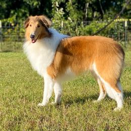 Saylor - Collie