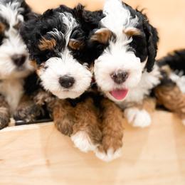 Bernedoodle, Goldendoodle, and Poodle Puppies from Teddy Doodles & Standard Poodles