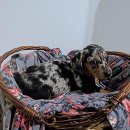 Muffin - Dapple female Dachshund puppy in Lyles, Tennessee from Knox Ridge Dachshunds