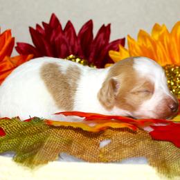 Myers - Piebald male Dachshund puppy in Corbin, Kentucky from White River Valley Kennel