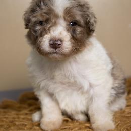 Mimosa - Trained Puppy Selection - Chocolate merle female Bernedoodle puppy in Youngstown, Florida from Wonderland’s Boujie Kennels
