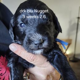 Nugget drk blu collar - Black male Goldendoodle puppy in Fairmount, Indiana from Capens' Doodles,Poodles and Poo's